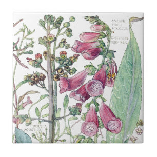 Carreau En Céramique Le fleur sauvage botanique de digitale fleurit la