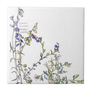 Carreau En Céramique Le fleur sauvage vintage de Milkwort fleurit la