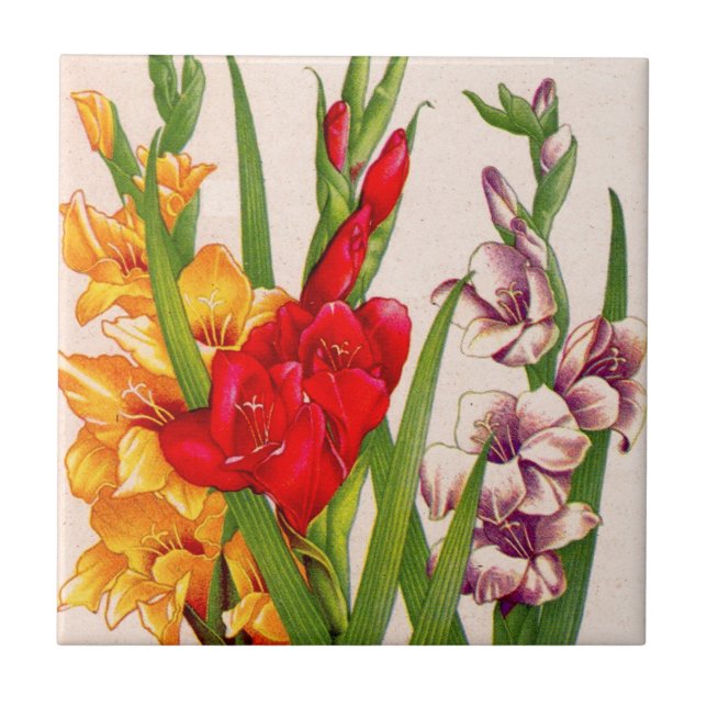 Carreau En Céramique le gladiola fleurit des fleurs de gladioli (Devant)