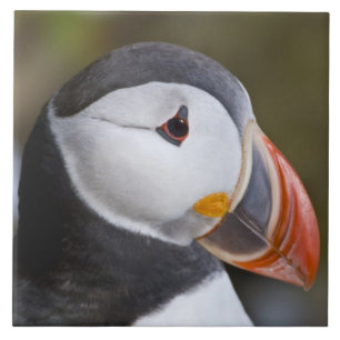 Carreau En Céramique Le Macareux atlantique, un oiseau de mer pélagique