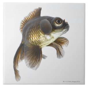 Carreau En Céramique Le noir amarrent le poisson rouge (auratus de