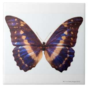 Carreau En Céramique Le papillon avec des ailes a écarté 3