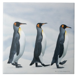 Carreau En Céramique Le Roi pingouins marchant dans le fichier unique