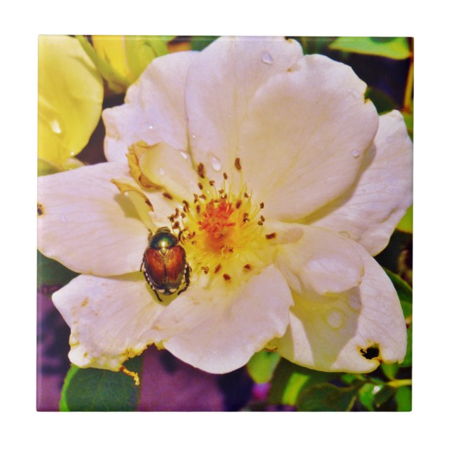 Carreau En Céramique Le scarabée japonais sur la rose blanche (Devant)