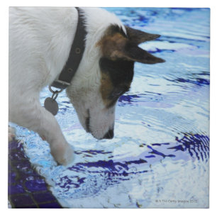 Carreau En Céramique L'eau émouvante de chien à la piscine