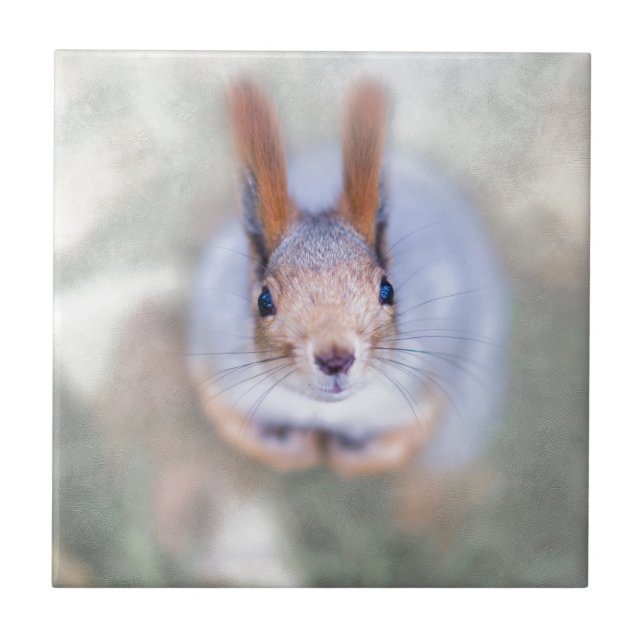 Carreau En Céramique L'écureuil vous regarde du bas vers le haut (Devant)