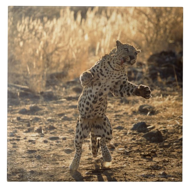 Carreau En Céramique Léopard africain sur les jambes de derrière, (Devant)