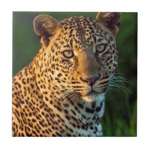 Carreau En Céramique Léopard mâle (Panthera Pardus) Jeune adulte