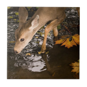 Carreau En Céramique Les cerfs communs adulent dans une crique