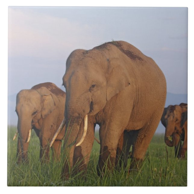 Carreau En Céramique Les éléphants indiens dans les Prairies (Devant)