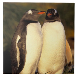 Carreau En Céramique Les Malouines. Pingouins Gentoo. (Pyroscelis