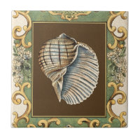 Les petites coquilles de sirène