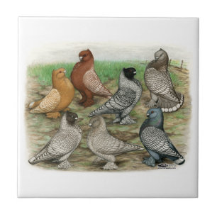 Carreau En Céramique Les pigeons classiques de vrille ont lacé