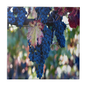 Carreau En Céramique Les raisins sur une vigne