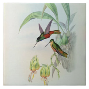 Carreau En Céramique L'étoile de Bonaparte a affronté le colibri