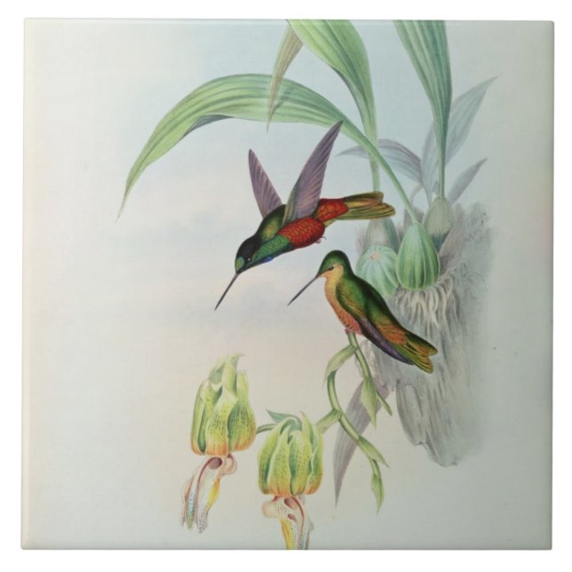 Carreau En Céramique L'étoile de Bonaparte a affronté le colibri (Devant)