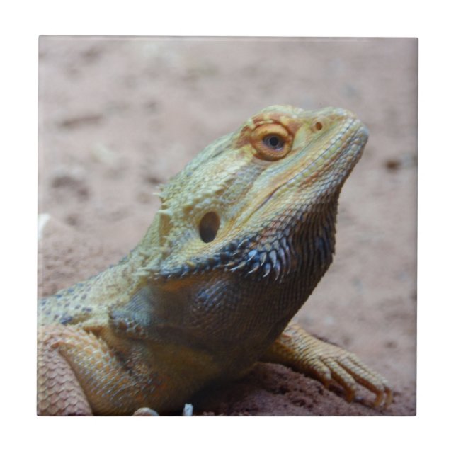 Carreau En Céramique Lézard (Devant)