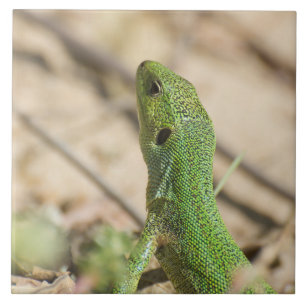 Carreau En Céramique Lézard vert