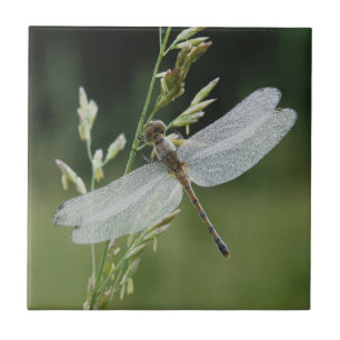 Carreau En Céramique Libellule Darner couverte de rosée