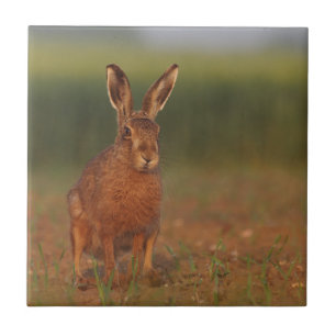 Carreau En Céramique Lièvres de Harriet