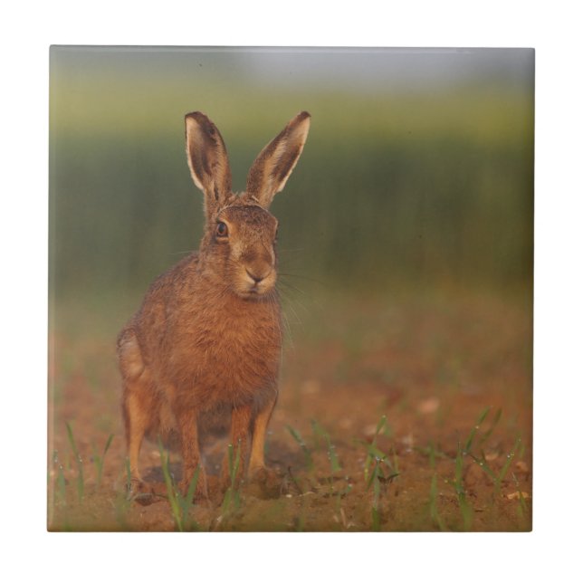 Carreau En Céramique Lièvres de Harriet (Devant)
