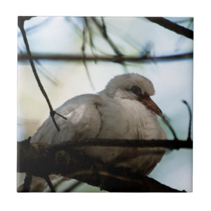 Carreau En Céramique Ligne principale