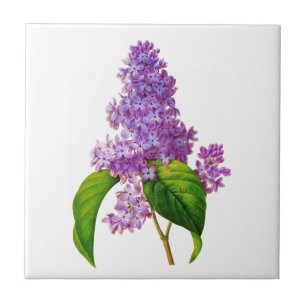 Carreau En Céramique Lilacs pourpres par Pierre-Joseph Redoute