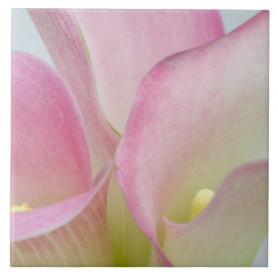 Carreau En Céramique Lilies calla roses