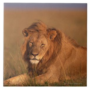 Carreau En Céramique Lion