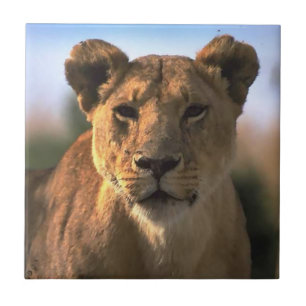 Carreau En Céramique Lion Lovers Femme Lioness