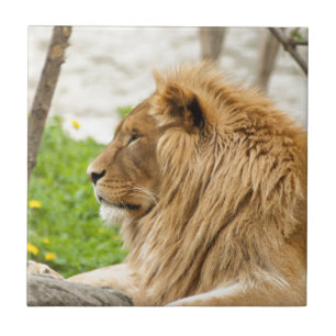Carreau En Céramique Lion mâle reposant dans l'herbe