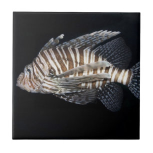 Carreau En Céramique Lionfish
