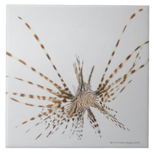 Carreau En Céramique Lionfish rouge (volitans de Pterois)
