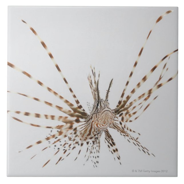 Carreau En Céramique Lionfish rouge (volitans de Pterois) (Devant)