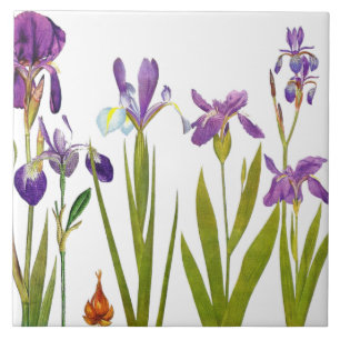 Carreau En Céramique L'iris botanique fleurit le jardin floral de