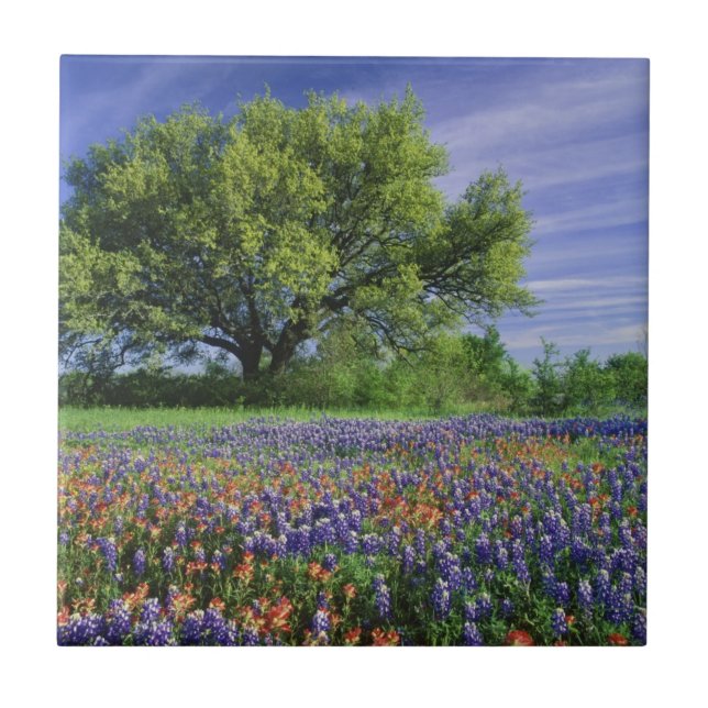 Carreau En Céramique Live Oak & Texas Paintbrush et Texas (Devant)