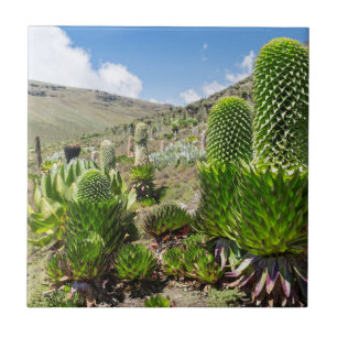 Carreau En Céramique Lobelia géante (Lobelia Deckenii) sur le mont Keny