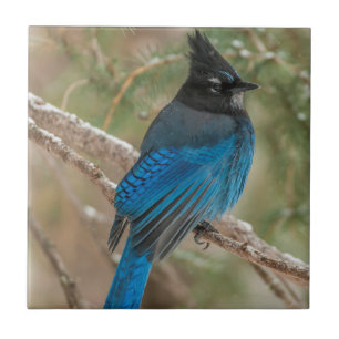 Carreau En Céramique L'oiseau-geai de Steller dans l'arbre