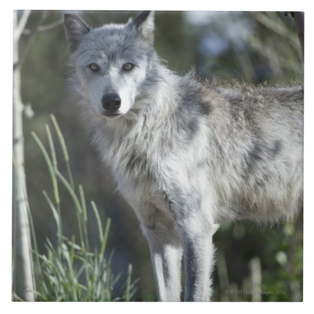 Carreau En Céramique Loup dans Yellowstone (Devant)