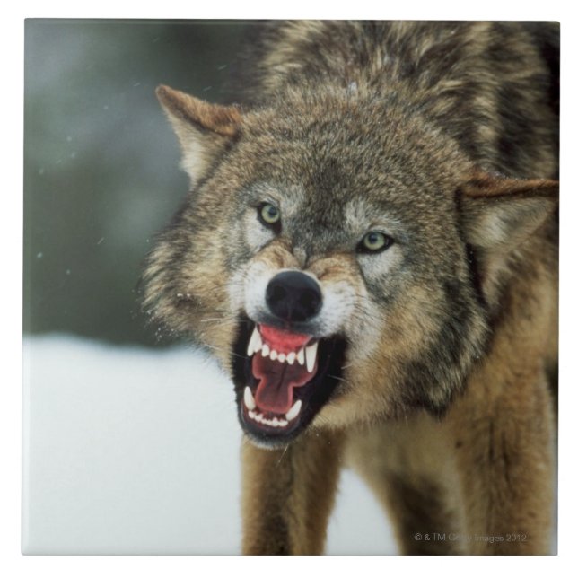 Carreau En Céramique Loup gris de grondement (Devant)