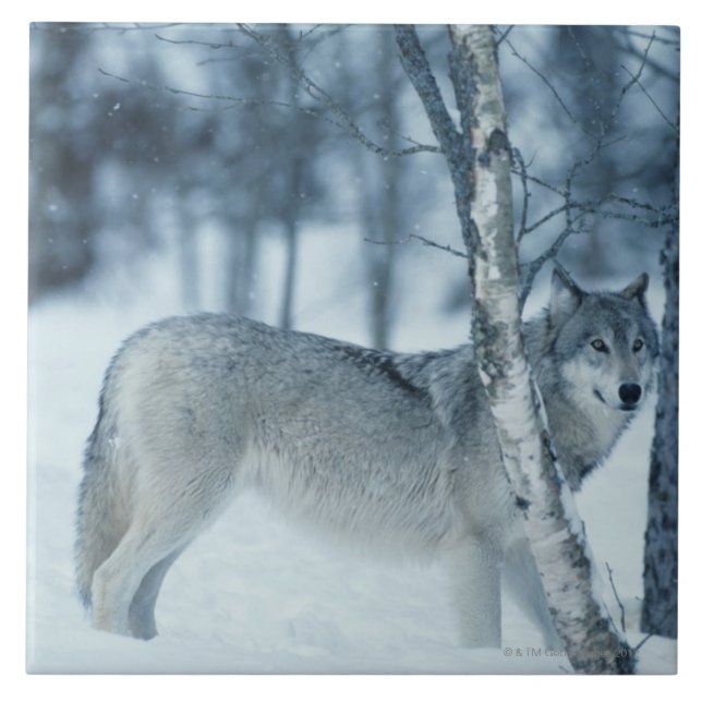 Carreau En Céramique Loup (lupus de Canis) pendant l'hiver (Devant)