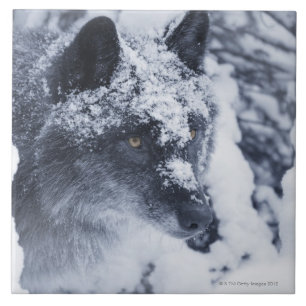 Carreau En Céramique Loup solitaire dans la neige