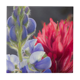 Carreau En Céramique Lupin argenté, Pinceau lavande
