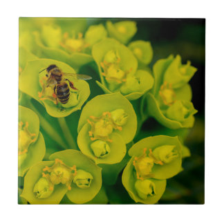 Carreau En Céramique L'usine de Gopher de désert