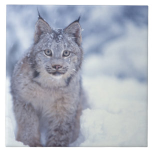 Carreau En Céramique Lynx dans la neige dans les contreforts