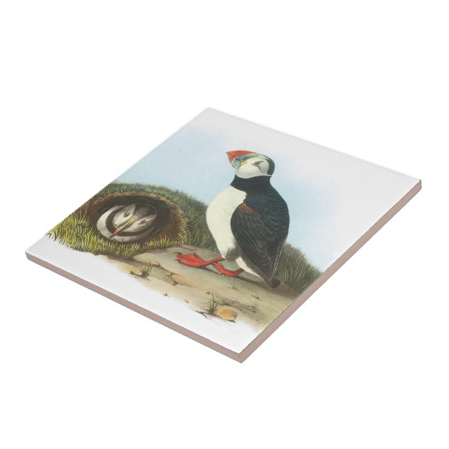 Carreau En Céramique Macareux atlantique par Audubon (Côté)