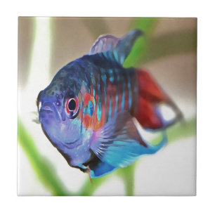 Carreau En Céramique Macropodus Opercularis Aquarium Poisson