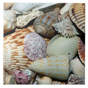 Carreau En Céramique Magnifique tableau de coquilles