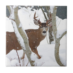 Carreau En Céramique Mâle de cerfs communs dans la neige en hiver