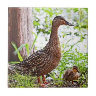 Carreau En Céramique Mallard et canetons par Shirley Taylor